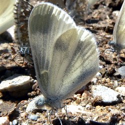Leptidea juvernica